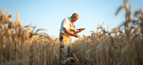 Overlay vs. harvesting a year-round decision