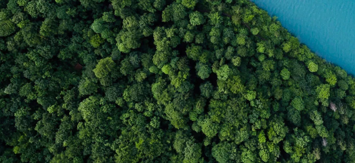 Photo of forest and water from above