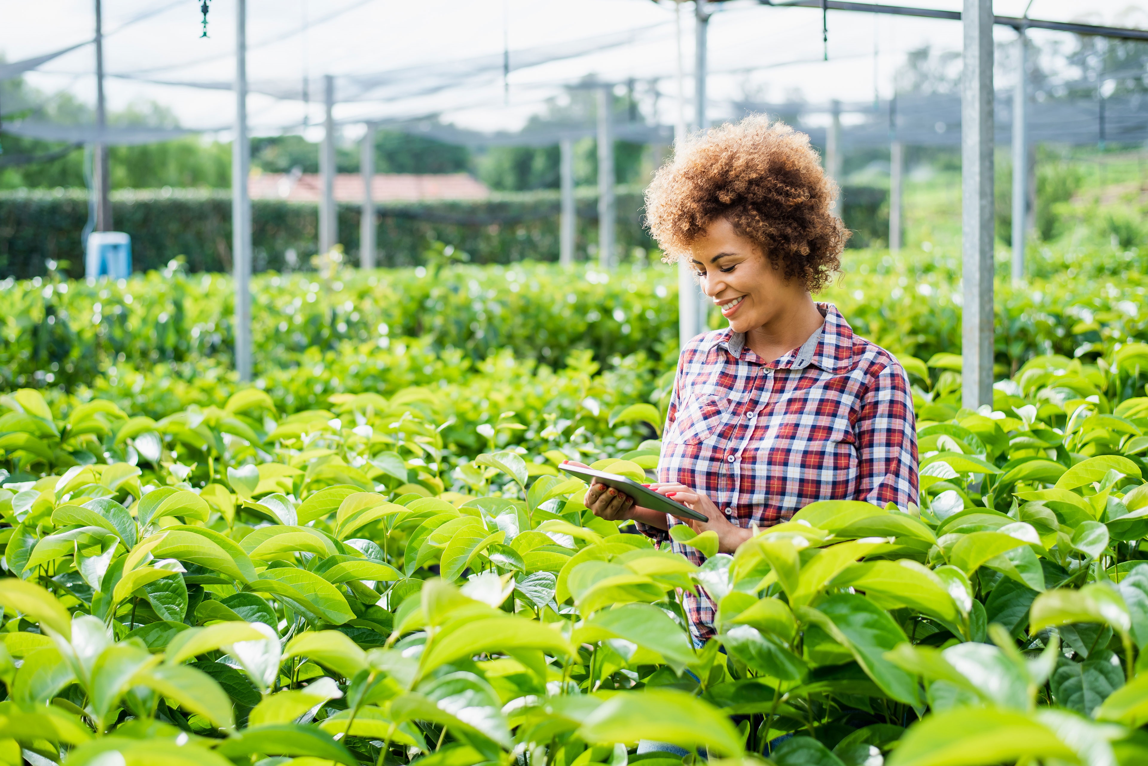 Woman with tablet in greenhouse